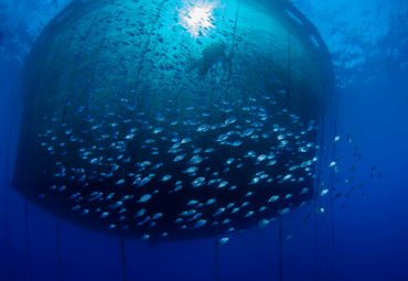 fish farm underwater image